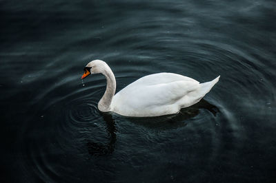 High angle view of swan in lake