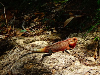 High angle view of lizard on rock