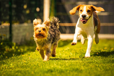 Portrait of dog running in field