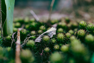 Close-up of fresh green plant in field