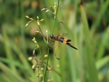 Close-up of insect on flower