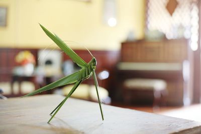 Close-up of praying mantis made from leaf on table at home