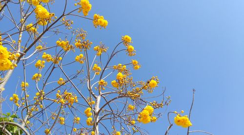 Low angle view of yellow flowering plants against clear blue sky