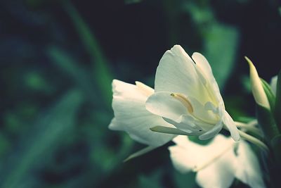 Close-up of white flowers blooming outdoors