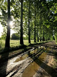 Scenic view of forest