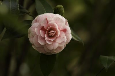 Close-up of pink rose flower