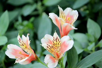 Close-up of pink flower