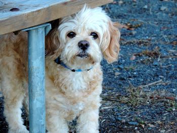 Portrait of dog