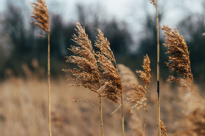 Close-up of wilted plant on field