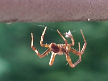 Close-up of spider