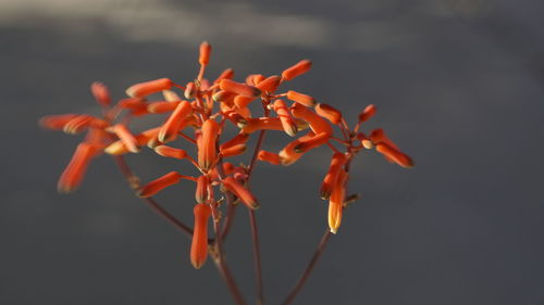 Close-up of orange flowering plant