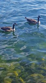 Duck swimming in lake