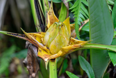 Close-up of yellow flower