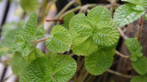 Close-up of fresh green leaves