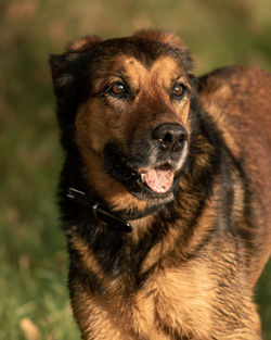 Close-up portrait of dog