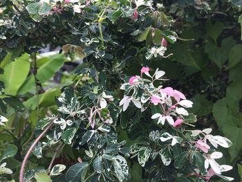 Close-up of flowers growing on plant