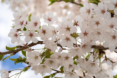 Close-up of white cherry blossoms in spring