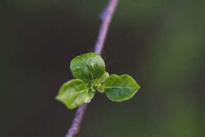 Close-up of flower bud growing outdoors