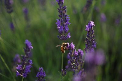 Close-up of bee on lavender flowers