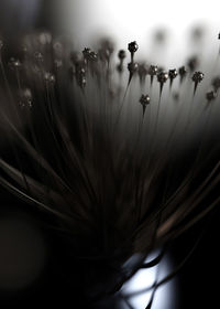Close-up of water drops on dandelion against blurred background