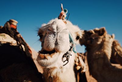 Low angle view of horse against sky