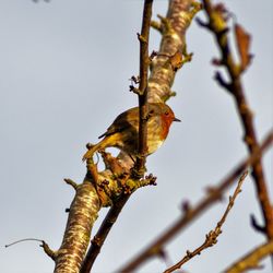 Low angle view of bird perching on branch against sky