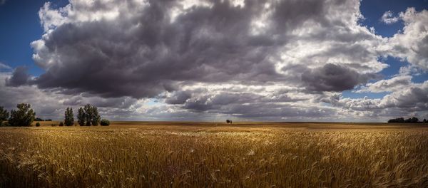 Scenic view of agricultural field against sky