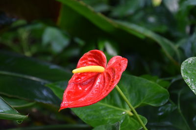 Close-up of red flower blooming outdoors