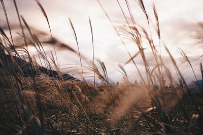 Close-up of grass on field against sky