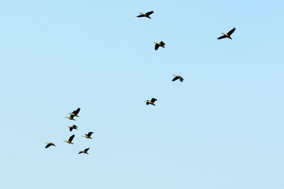 Low angle view of birds flying in sky