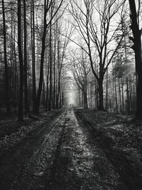 Dirt road amidst trees in forest