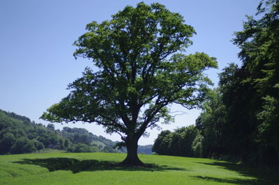 Trees on field against clear sky