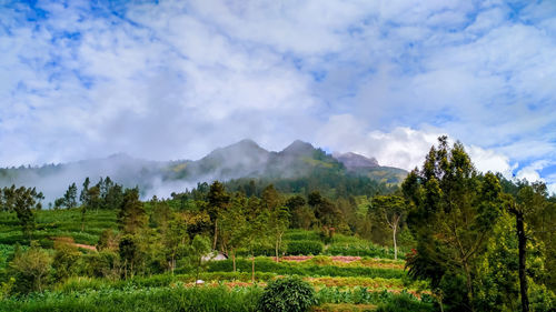 Scenic view of landscape against sky