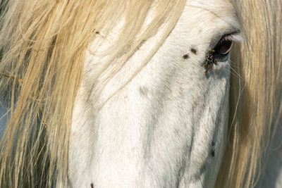 Close-up of a horse