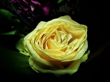 Close-up of yellow rose