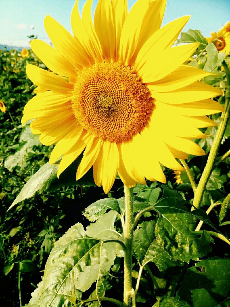 flower, freshness, petal, yellow, flower head, fragility, growth, sunflower, beauty in nature, blooming, plant, pollen, leaf, close-up, nature, single flower, in bloom, focus on foreground, outdoors, no people