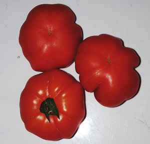 High angle view of tomatoes against white background