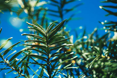 Close-up of green plants against blue sky