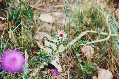 Close-up of flowers blooming in field