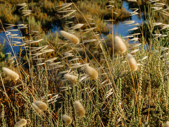 Plants growing on field by lake