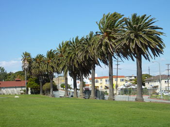 Palm trees on golf course against clear sky