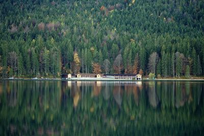 Scenic view of lake in forest