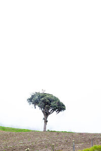 Single tree on field against clear sky