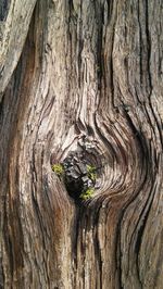 Close-up of tree trunk