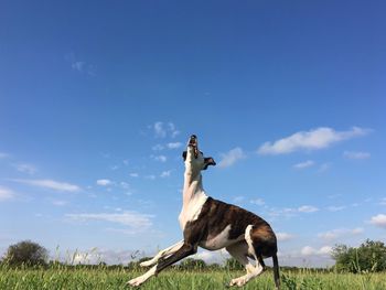 Low angle view of horse standing on field against sky