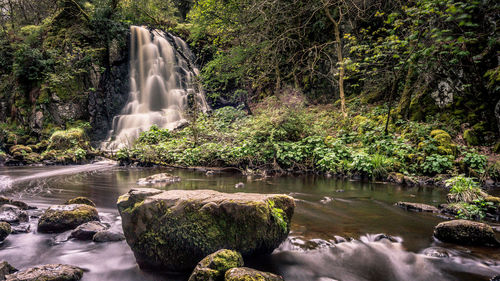 Scenic view of waterfall in forest