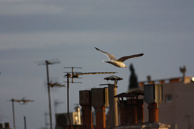 Seagull flying over wooden post