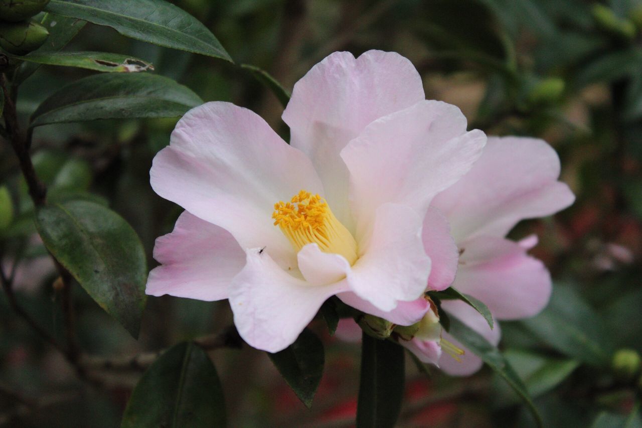 CLOSE-UP OF PINK FLOWER