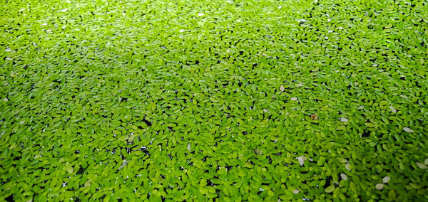 Full frame shot of water on field