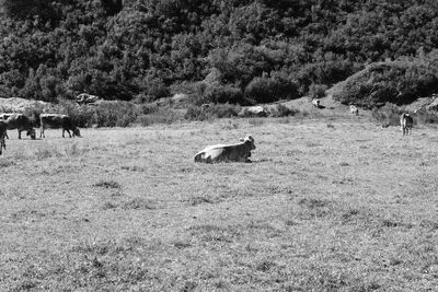 View of a sheep on field